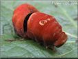 red caterpillar
