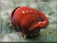 red black yellow caterpillar