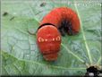 red black yellow caterpillar