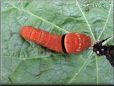 red black yellow caterpillar