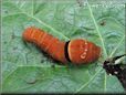 black red caterpillar