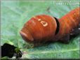 black red caterpillar