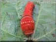 black red caterpillar