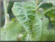  sundew plant