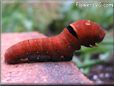 black red caterpillar