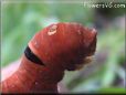 red orange caterpillar