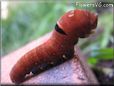 red orange caterpillar