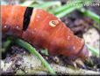 red orange caterpillar