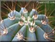 cactus plant picture