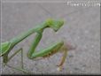 green prayingmantis