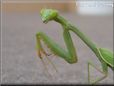 green prayingmantis