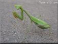 green prayingmantis