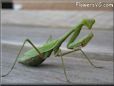 green prayingmantis