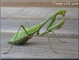 green prayingmantis