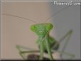 green prayingmantis