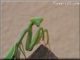 green prayingmantis