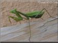 green prayingmantis