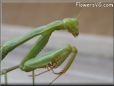 green prayingmantis