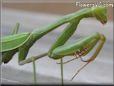green prayingmantis