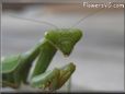 green prayingmantis