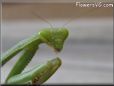 green prayingmantis