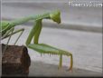 green prayingmantis