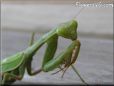 green preyingmantis