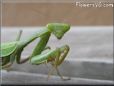green preyingmantis