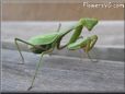 green preyingmantis