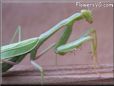 green preyingmantis
