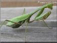 green preyingmantis