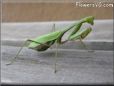 green preyingmantis
