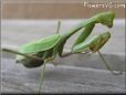 green preyingmantis