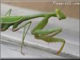 green preyingmantis