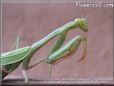 green preyingmantis