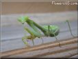 green preyingmantis