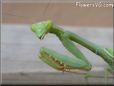 green prayingmantid