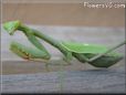 green prayingmantid