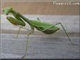 green prayingmantid