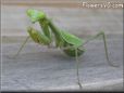green prayingmantid