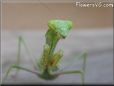 green prayingmantid
