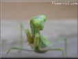 green prayingmantid