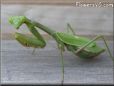 green prayingmantid