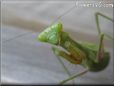 green prayingmantid