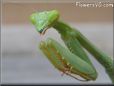 green prayingmantid