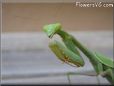 green prayingmantid