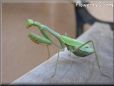 green prayingmantid