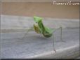 green prayingmantid