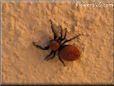 red back jumping spider