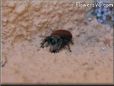red backed jumping spider